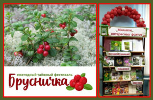 «Сочной ягоды лукошко» и кое-что еще в поддержку таёжного фестиваля «Брусничка»