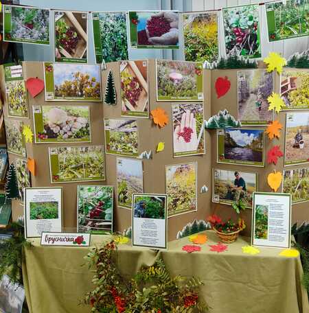 В преддверии фестиваля «Таежная брусничка» в библиотеке начали работу выставки.